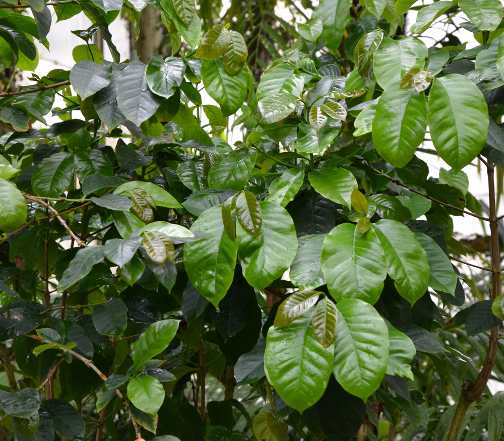 معرفی و راهنمای پرورش درختان میوه - نِدیا